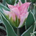 China Town Tulip