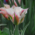 Tulip 'China Town'