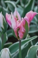China Town Tulip