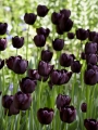 Queen of night tulips