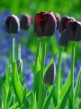 Queen of Night tulip