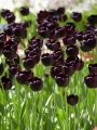 Group planting of Queen of Night Tulips