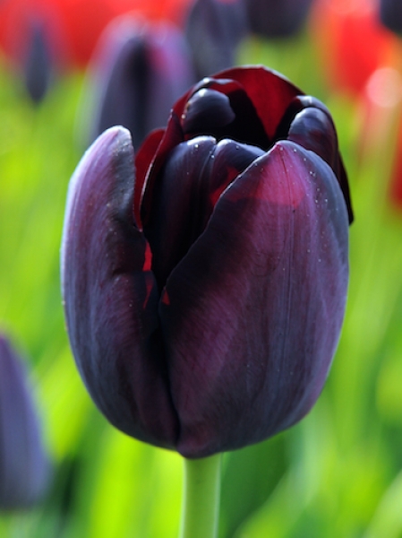 Tulip 'Queen of Night' 
