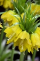 Fritillaria Imperialis Maxima Lutea