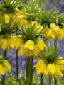 Fritillaria Imperialis Lutea
