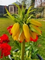 Crown Imperial Yellow