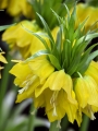 Fritillaria Imperialis Maxima Lutea 