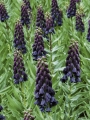 Fritillaria Persica