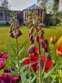 Fritillaria Persica