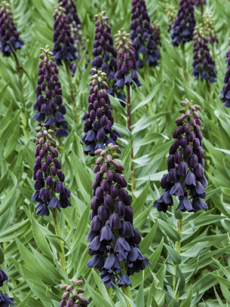 Fritillaria Persica 