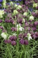 Fritillaria Meleagris