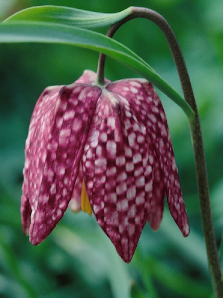 Fritillaria Meleagris 