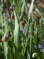 Fritillaria Assyriaca/Uva Vulpis 