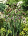 Uva Vulpis