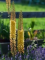 Eremurus Bungei