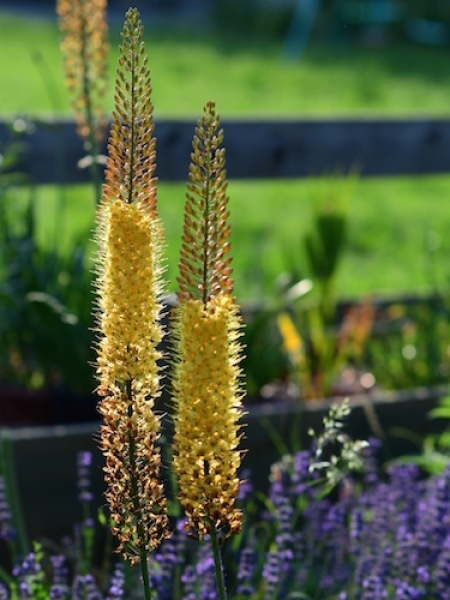 Eremurus Bungei