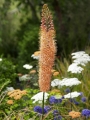 Eremurus Cleopatra