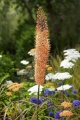 Eremurus Cleopatra