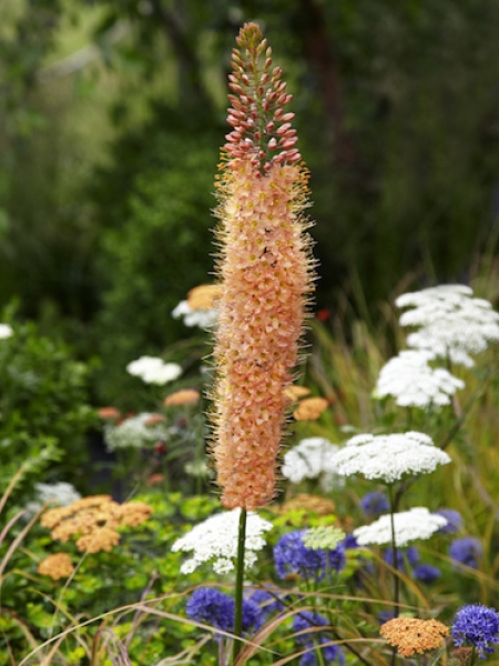 Eremurus Cleopatra