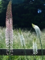 Eremurus Robustus
