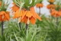 Fritillaria Aurora