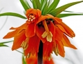 Orange Crown Imperial