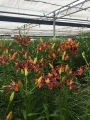 Forever Susan lilies growing in our nursery