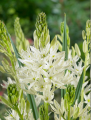 Camassia Leichtlinii Alba
