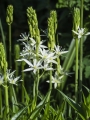 Camassia White emerging