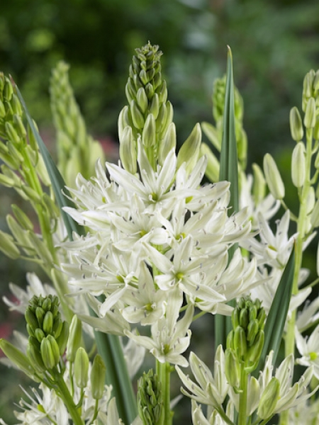 Camassia Leichtlinii Alba