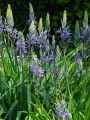 Camassia Leichtlinii Caerulea 