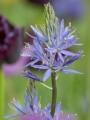 Camassia Leichtlinii Caerulea 