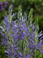 Camassia Leichtlinii Caerulea