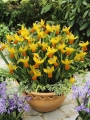 Jetfire Narcissi in pot