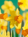 Narcissus Jetfire