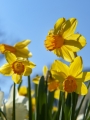 Miniature Narcissus 'Jetfire' 