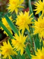 Rip Van Winkle Daffodil