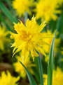 Rip Van Winkle narcissi