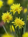 Miniature Narcissus 'Rip Van Winkle' 