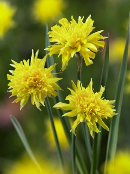 Miniature Narcissus 'Rip Van Winkle' 