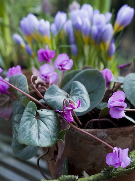 Cyclamen Coum