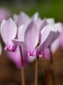 Cyclamen Hederifolium close up