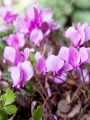 Cyclamen Hederifolium 