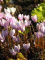 Cyclamen Hederifolium