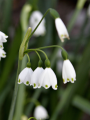 Leucojum