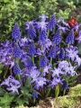 Chinodoxa and Muscari Latifolium