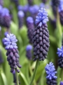 Muscari Latifolium