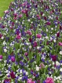 Muscari and tulips