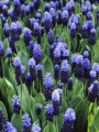 Muscari 