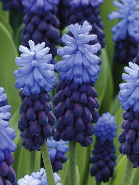 Muscari Latifolium 